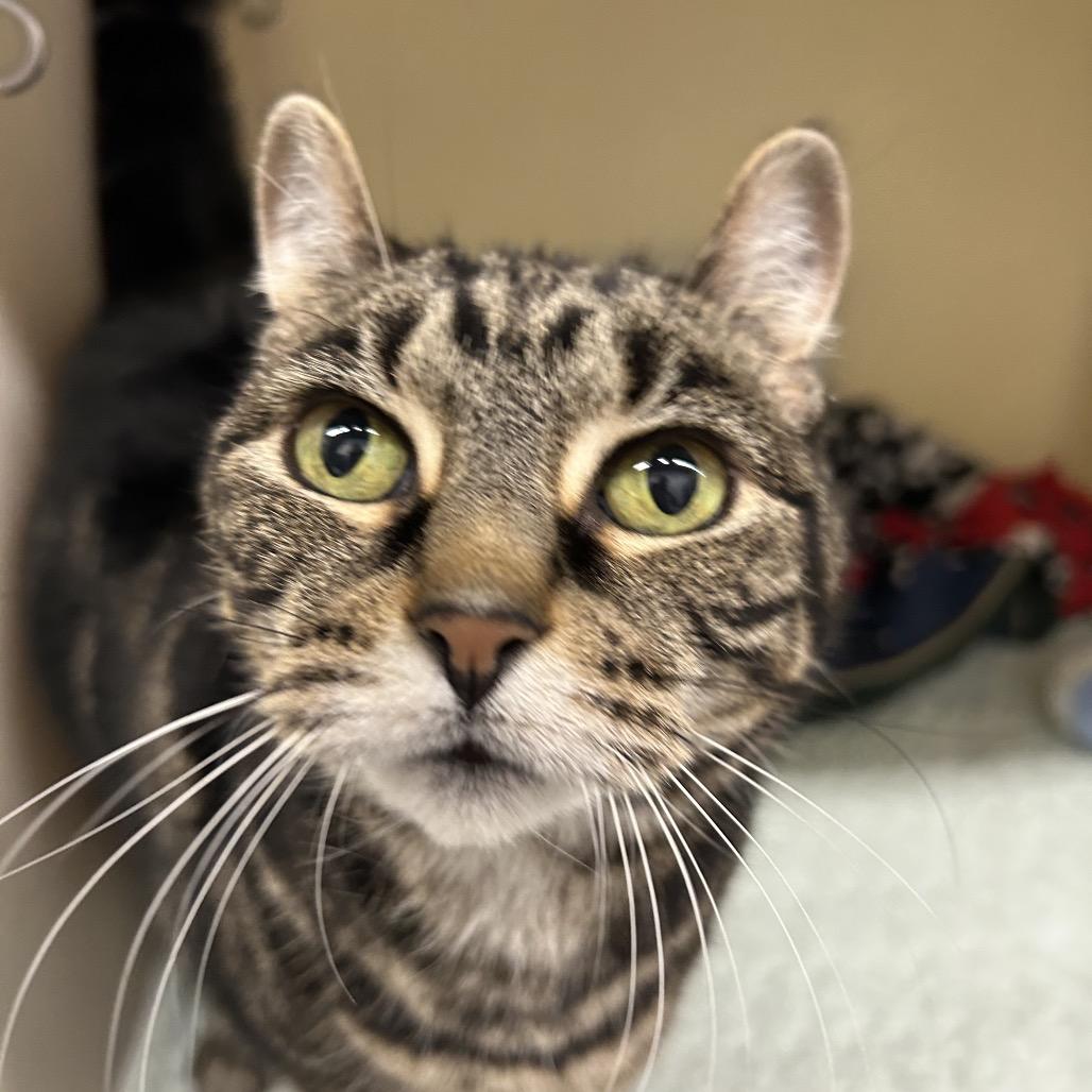 Enlarge Maevis, a Adoptable Domestic Short Hair in Zanesville, OH image 1/3