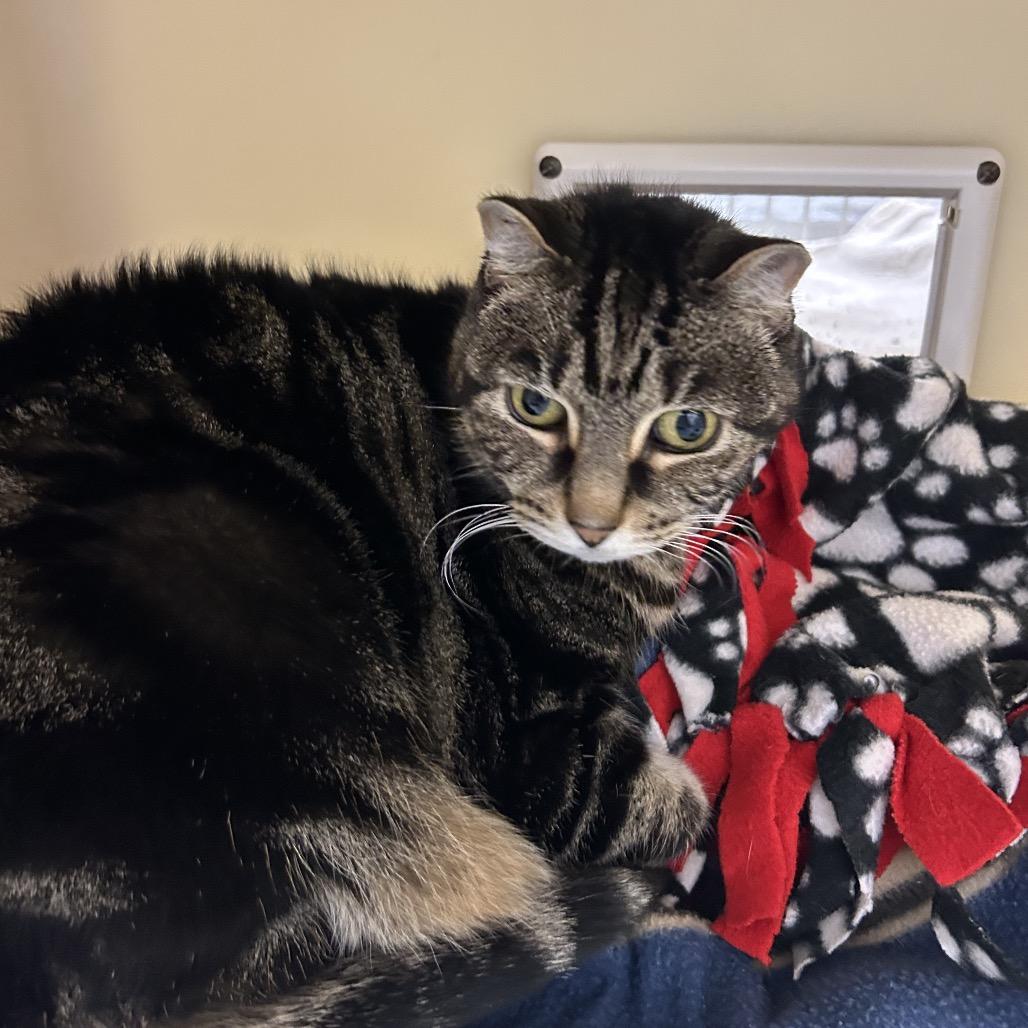 Enlarge Maevis, a Adoptable Domestic Short Hair in Zanesville, OH image 2/3