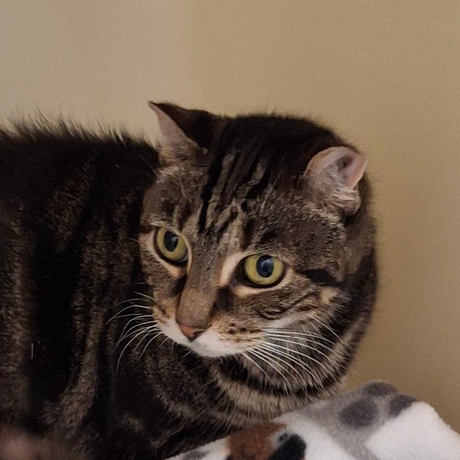 Enlarge Maevis, a Adoptable Domestic Short Hair in Zanesville, OH image 1/1