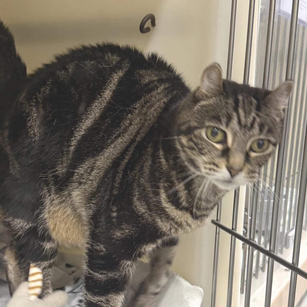 Enlarge Maevis, a Adoptable Domestic Short Hair in Zanesville, OH image 4/5