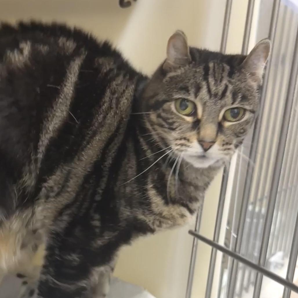 Enlarge Maevis, a Adoptable Domestic Short Hair in Zanesville, OH image 5/5
