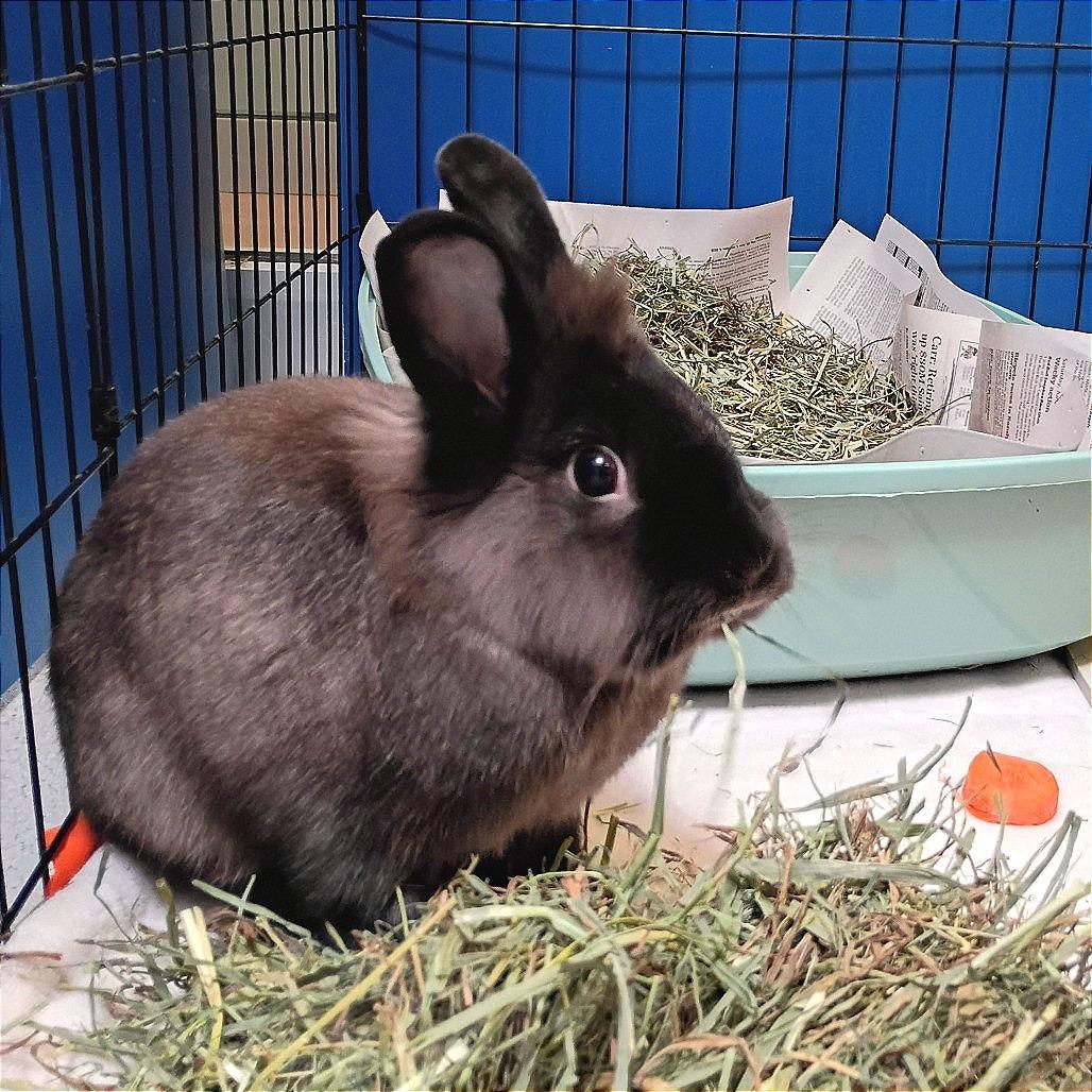 Sho, Adoptable, Adult Male Lionhead.