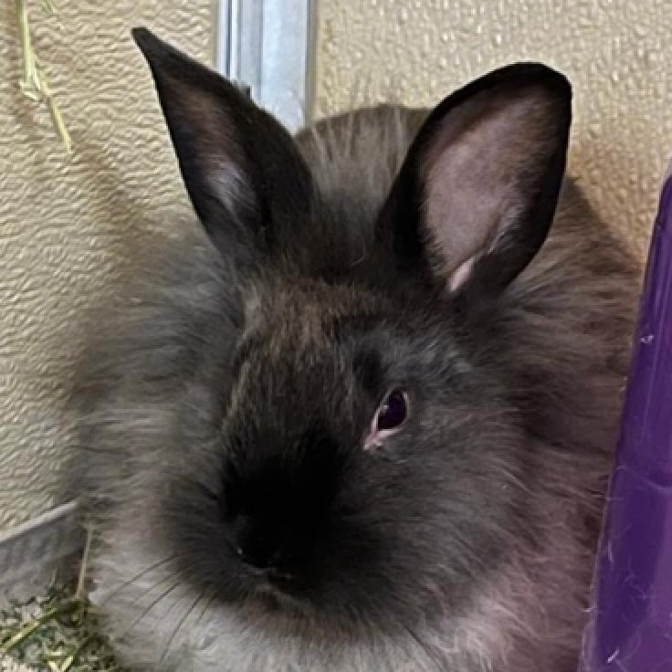 Enlarge Sho, a Adoptable Lionhead in Murray, UT image 2/2