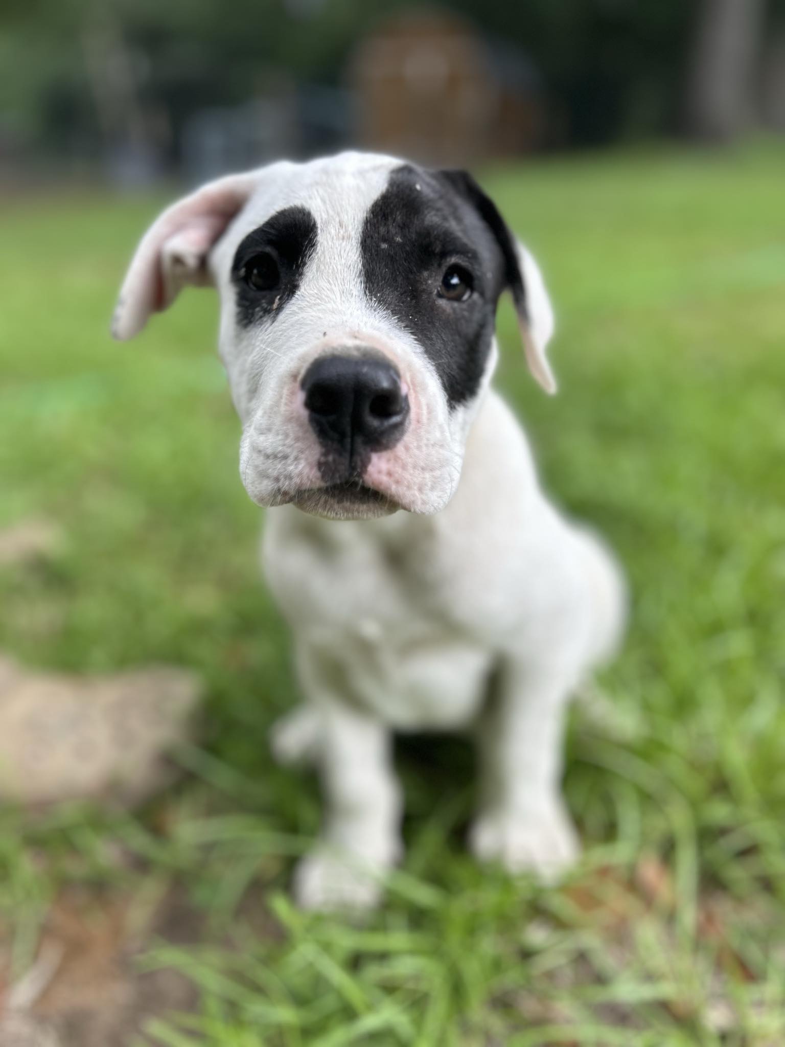 Enlarge Patch, a Adopted American Bulldog in HARTFORD, AL image 1/1