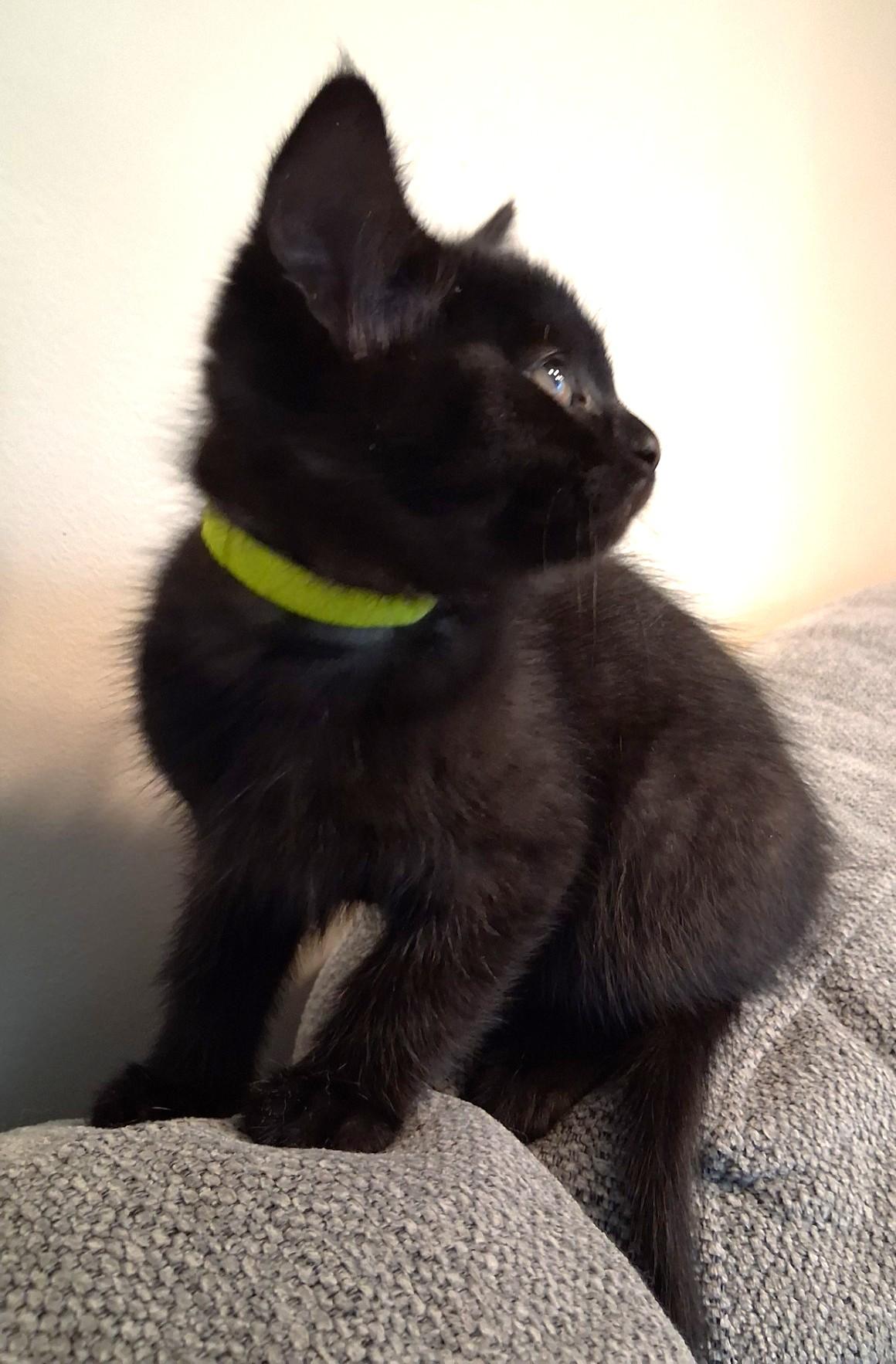 Enlarge Aurora, a Adoptable Domestic Short Hair in Stoney Creek, ON image 2/2