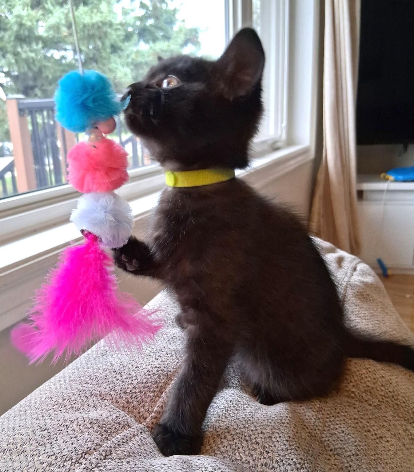 Aurora, Adoptable, Kitten Female Domestic Short Hair.