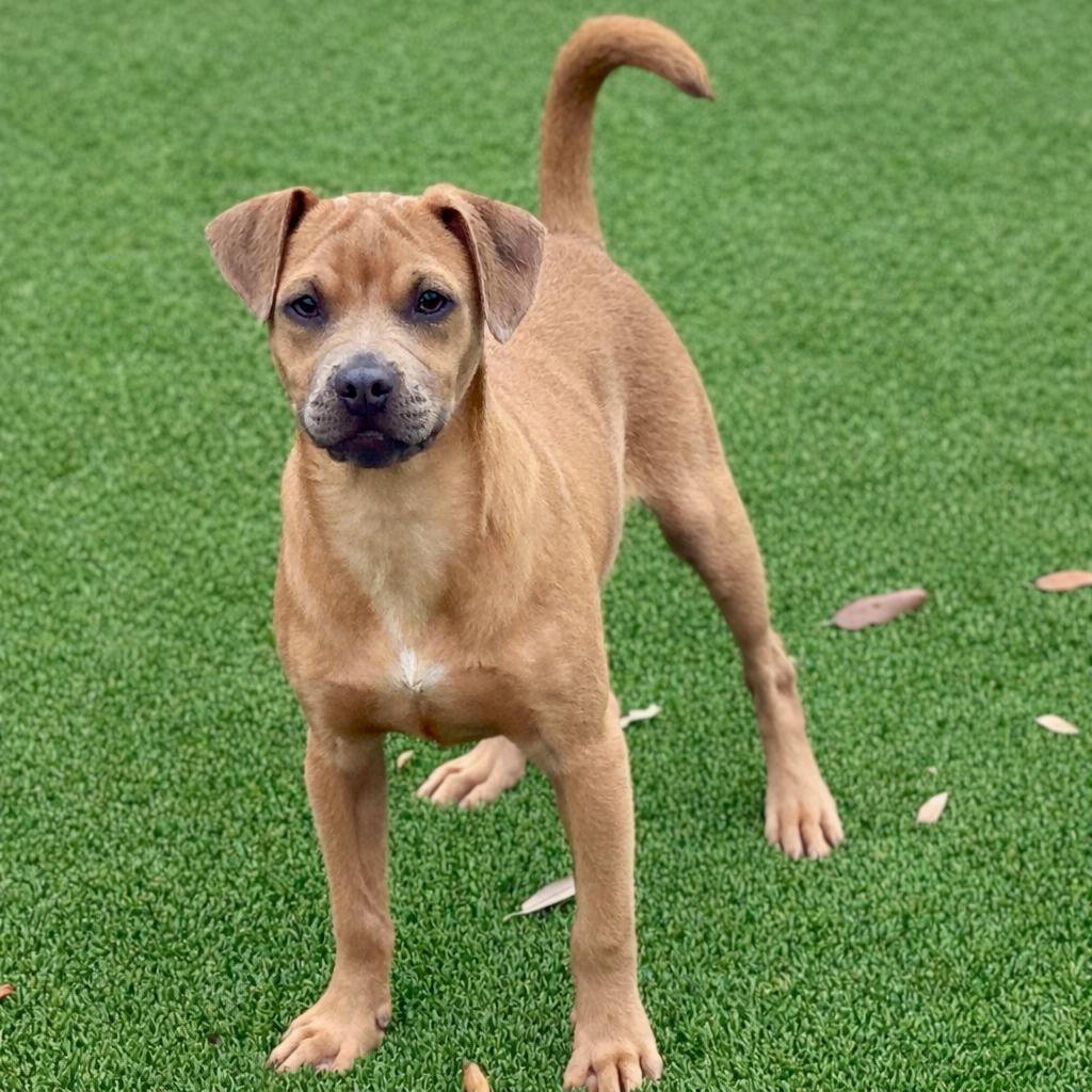 Enlarge Gouda, a Adoptable mixed breed in Austin, TX image 2/6