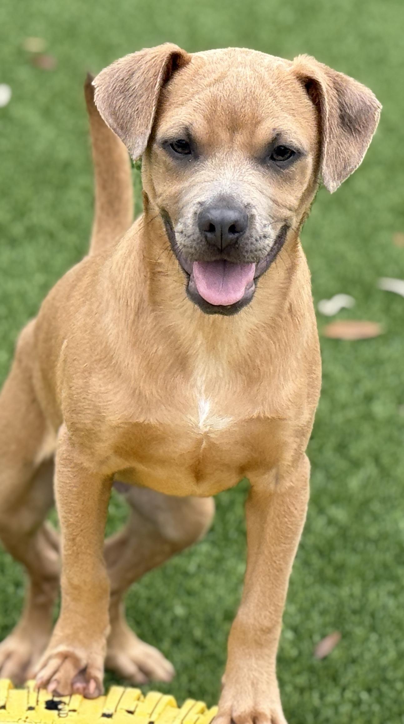 Enlarge Gouda, a Adoptable mixed breed in Austin, TX image 5/6