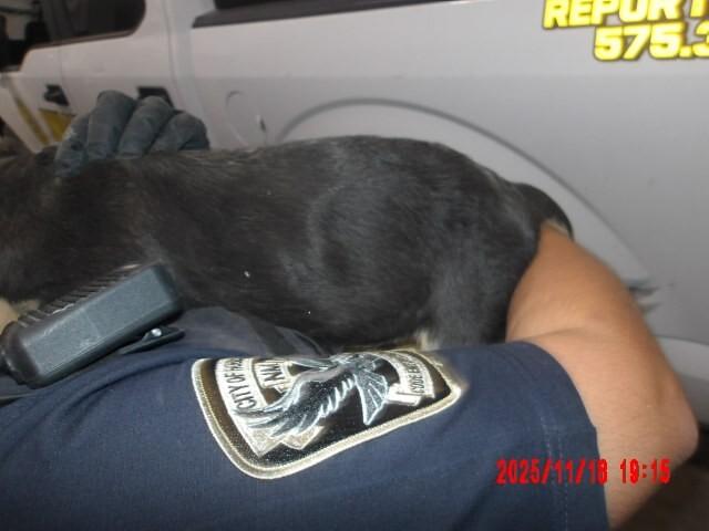 Llorona, a Adoptable Mixed Breed in Hobbs, NM image 1/3