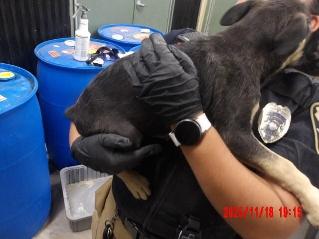 Llorona, a Adoptable Mixed Breed in Hobbs, NM image 2/3