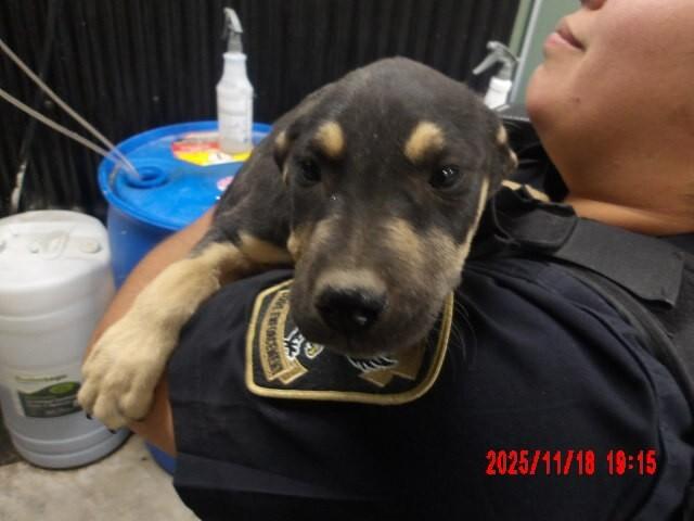 Llorona, a Adoptable Mixed Breed in Hobbs, NM image 3/3