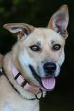 Scout, Adoptable, Young Female Mixed Breed.