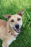 Enlarge Scout, a Adoptable mixed breed in Columbia, TN image 2/4