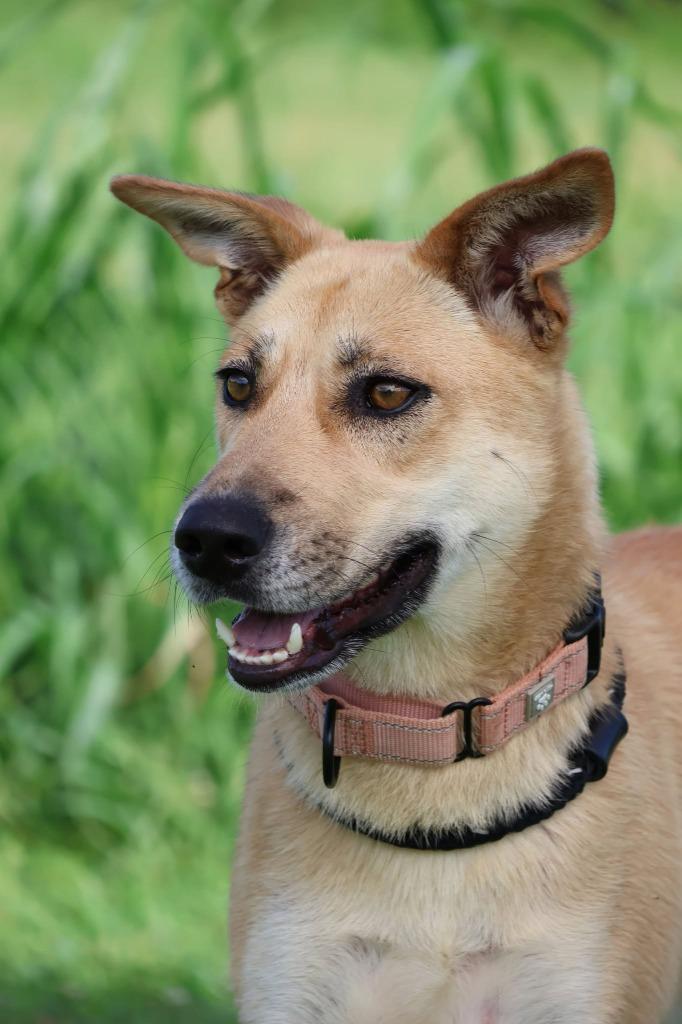 Enlarge Scout, a Adoptable mixed breed in Columbia, TN image 2/5