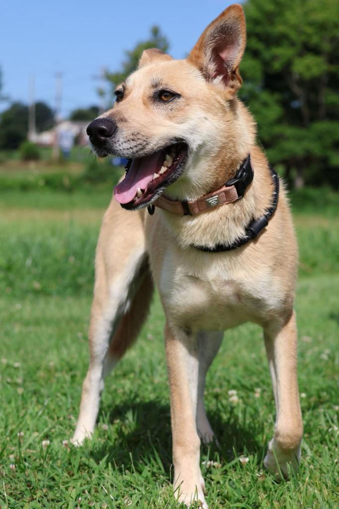 Enlarge Scout, a Adoptable mixed breed in Columbia, TN image 3/5