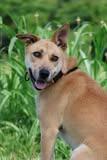 Enlarge Scout, a Adoptable mixed breed in Columbia, TN image 3/4