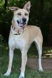 Enlarge Scout, a Adoptable mixed breed in Columbia, TN image 4/4