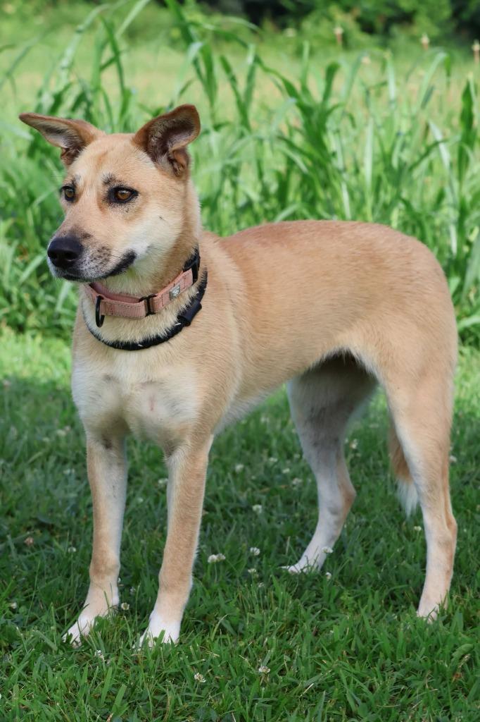 Enlarge Scout, a Adoptable mixed breed in Columbia, TN image 5/5