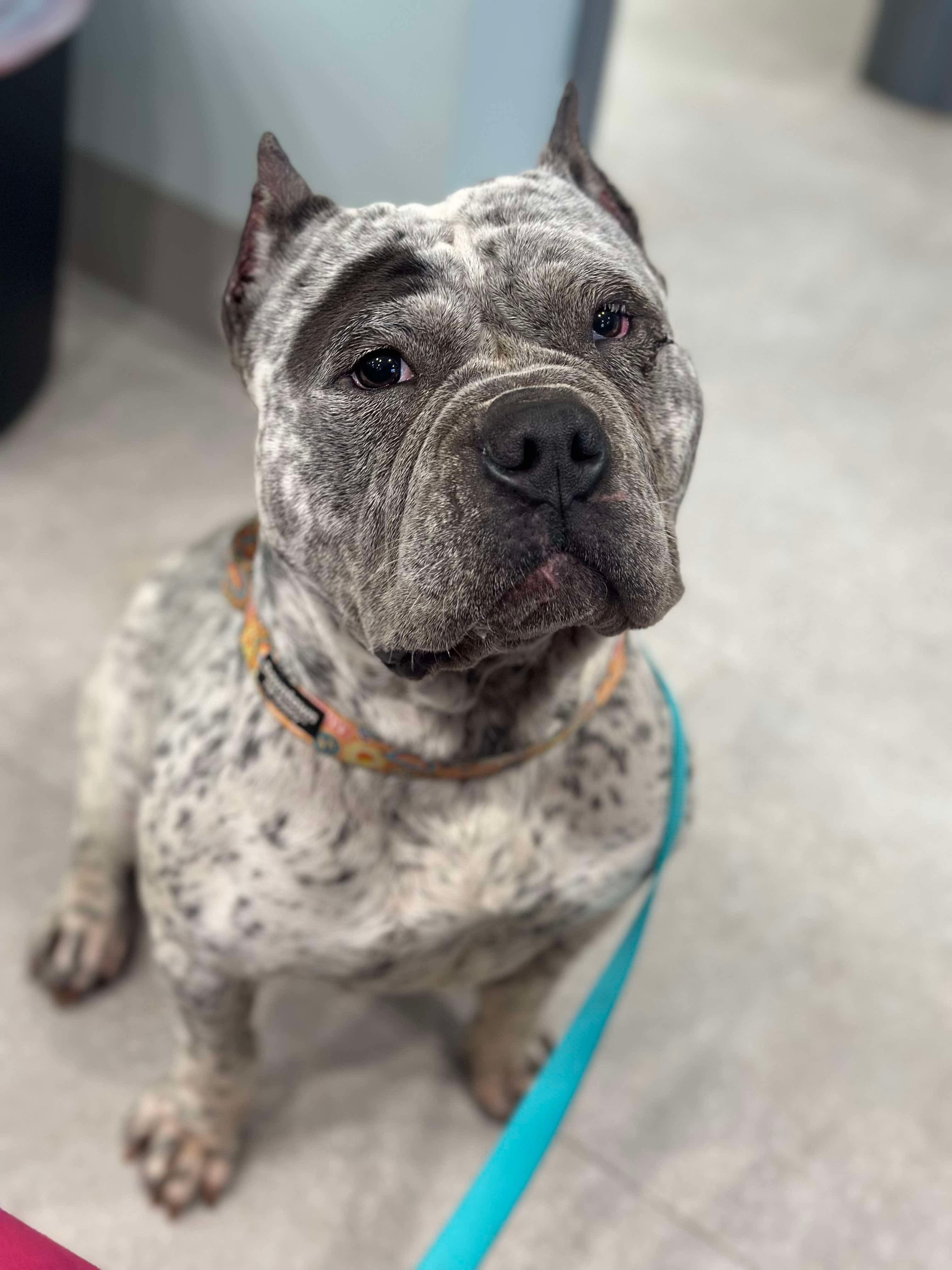 Storm, Adult Female Mixed Breed