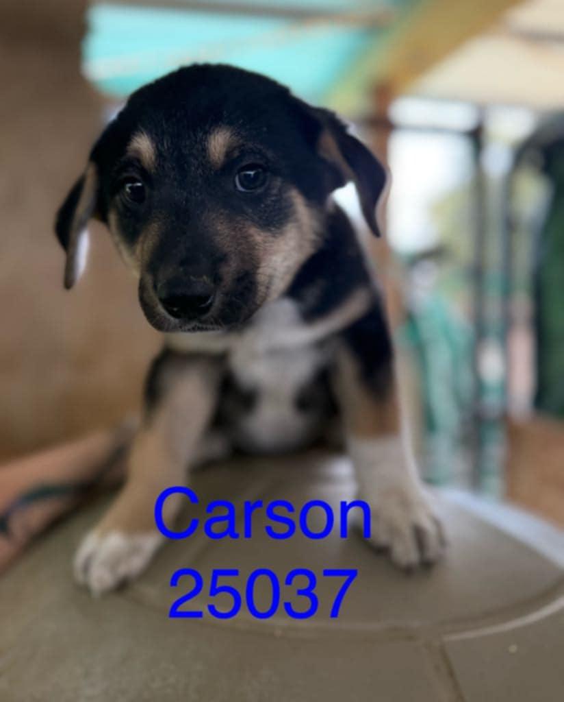Carson, Young Male unknown