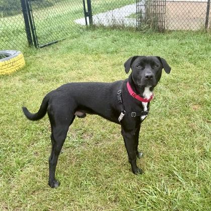 Ted, a Adoptable mixed breed in East Montpelier, VT image 1/3