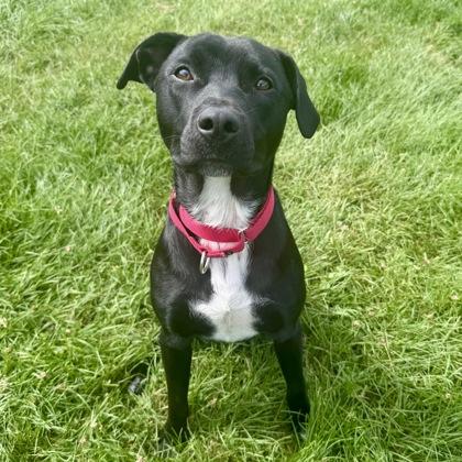 Ted, a Adoptable mixed breed in East Montpelier, VT image 2/3