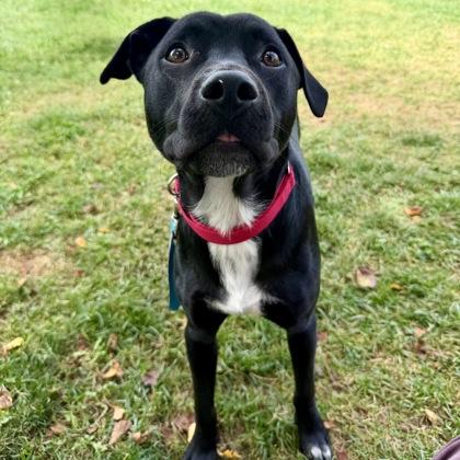 Ted, a Adoptable mixed breed in East Montpelier, VT image 3/3