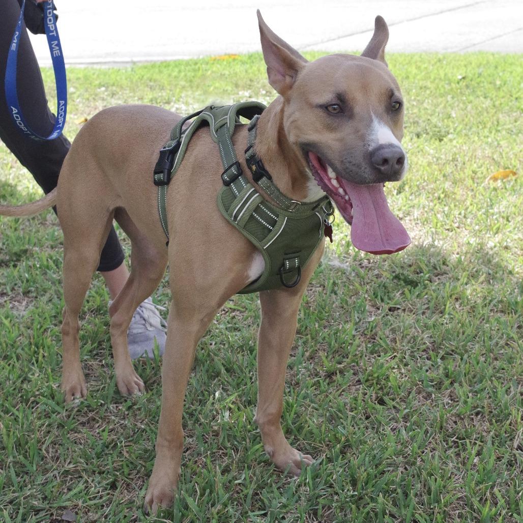 Ozuna, Adoptable, Young Male Terrier & Mixed Breed.