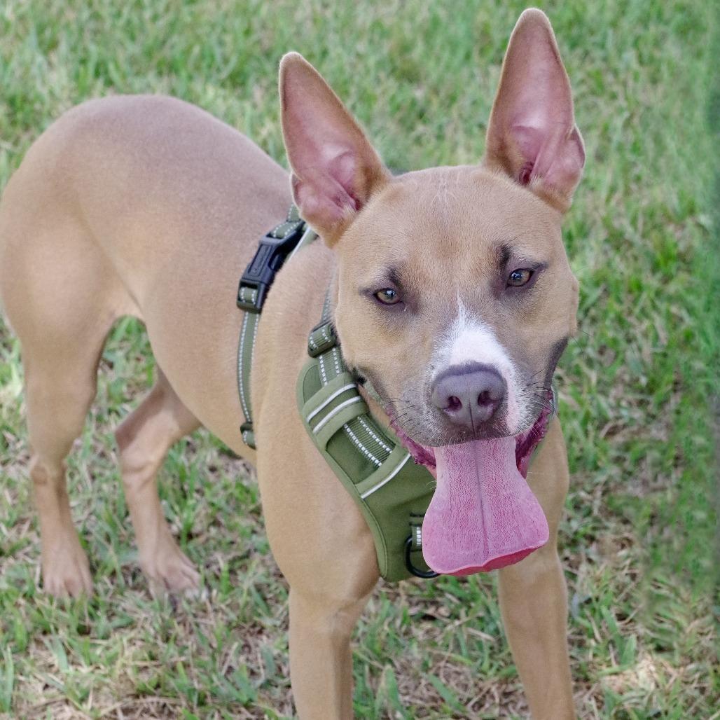 Enlarge Ozuna, a Adoptable mixed breed in Miami, FL image 2/6