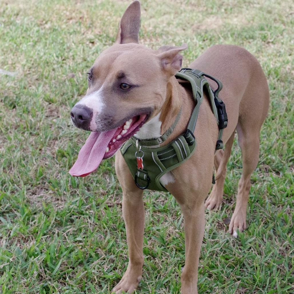 Enlarge Ozuna, a Adoptable mixed breed in Miami, FL image 3/6