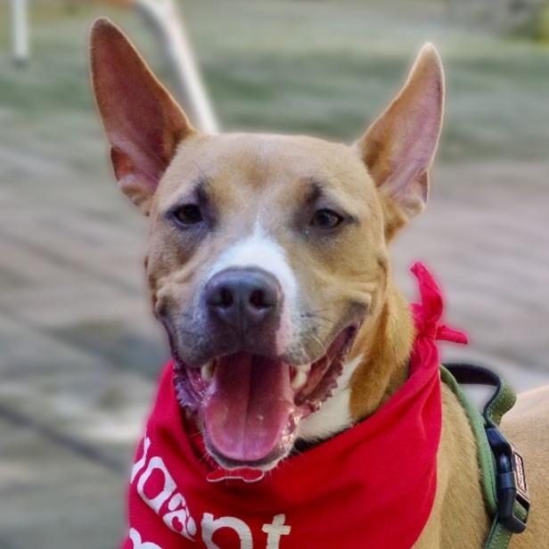 Enlarge Ozuna, a Adoptable mixed breed in Miami, FL image 4/6