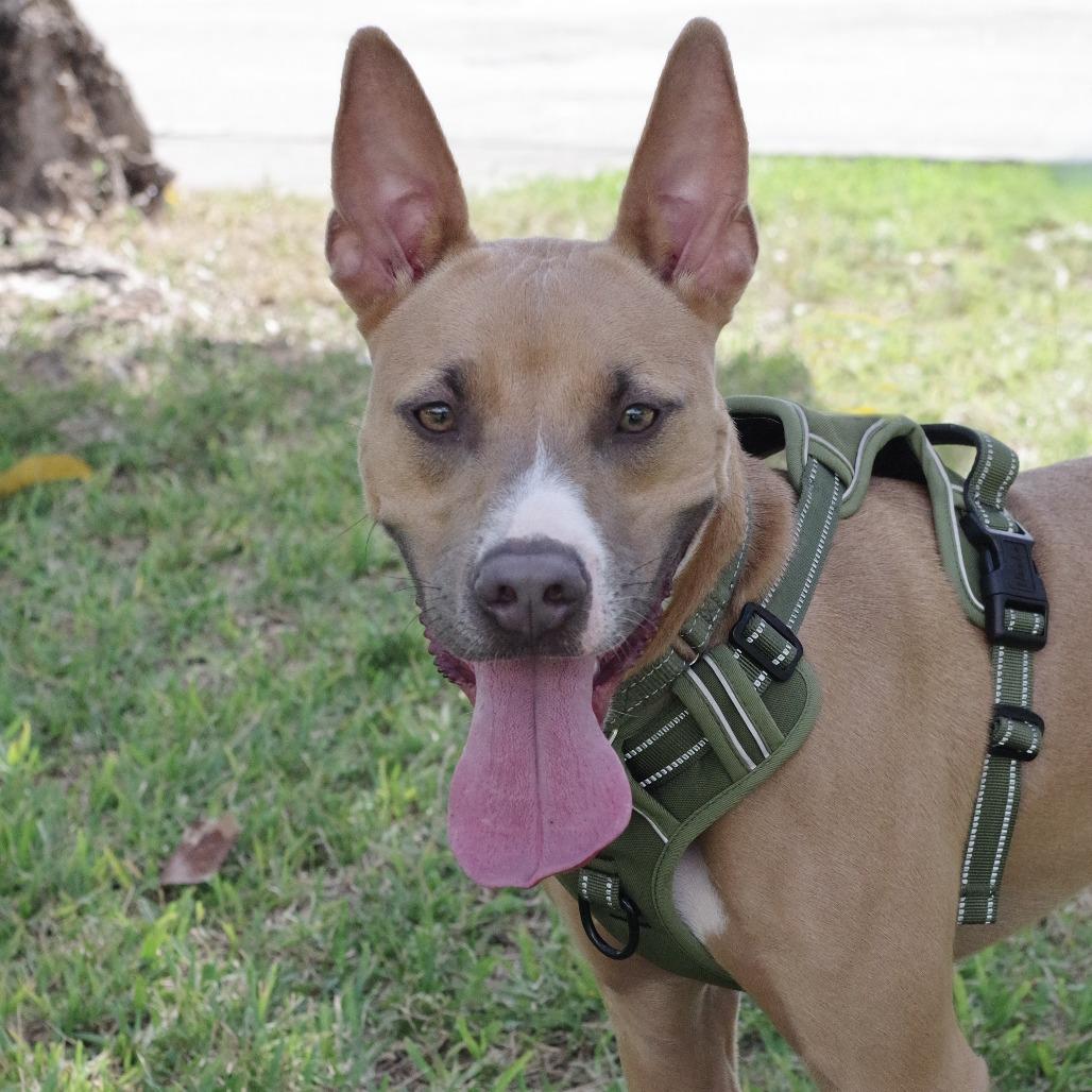 Enlarge Ozuna, a Adoptable mixed breed in Miami, FL image 5/6