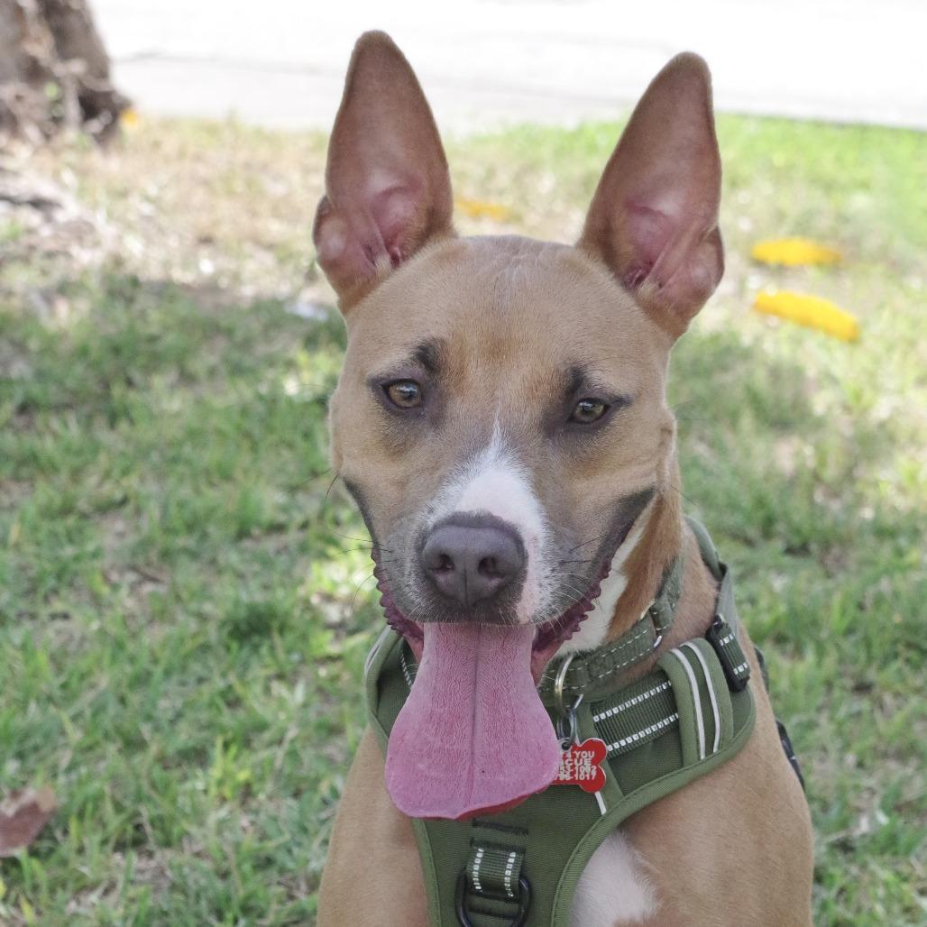 Enlarge Ozuna, a Adoptable mixed breed in Miami, FL image 6/6