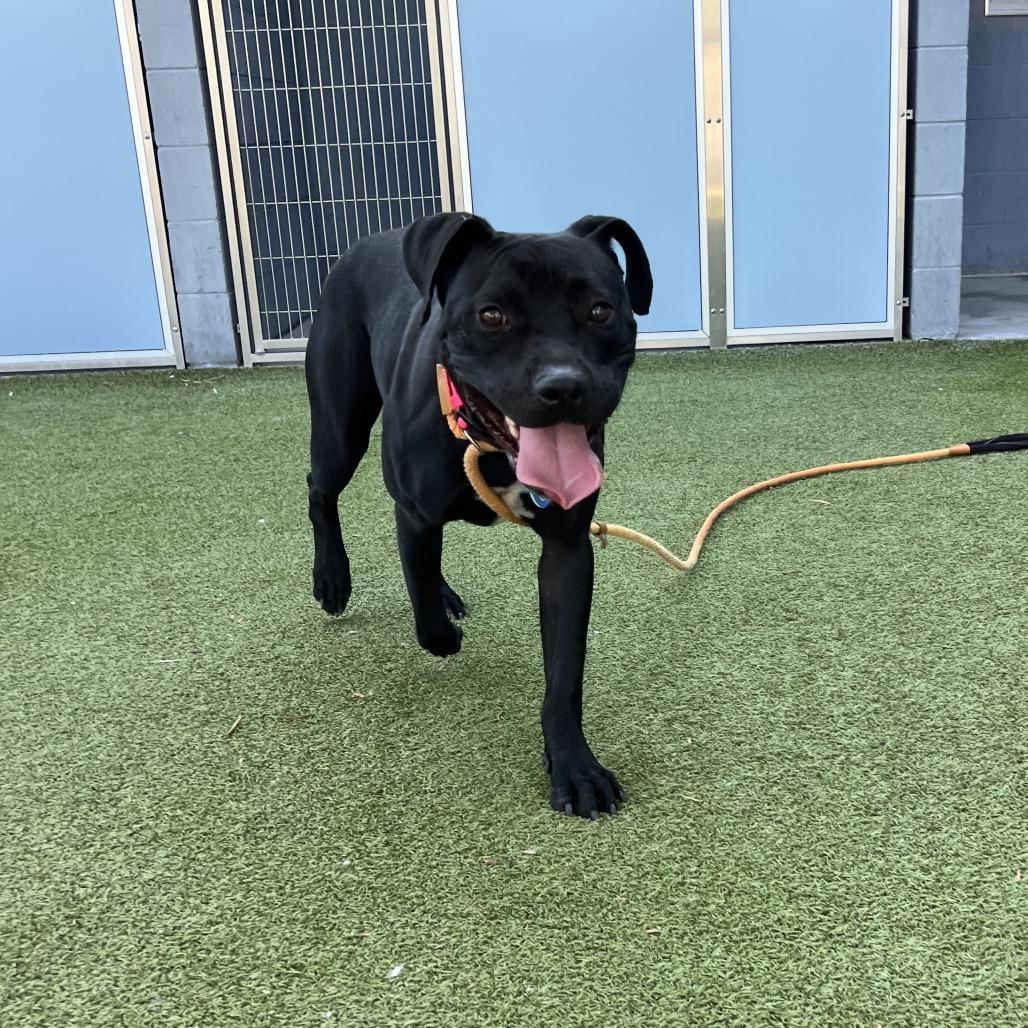Cutie Pie, Adoptable, Adult Female Mixed Breed & Black Labrador Retriever.