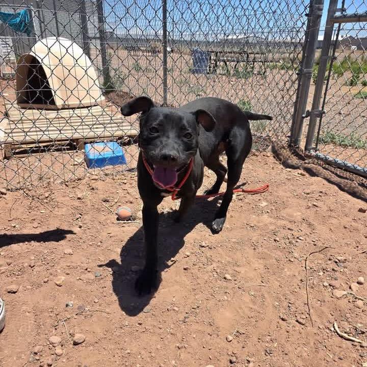 Cutie Pie, a Adoptable mixed breed in Apache Junction, AZ image 2/5