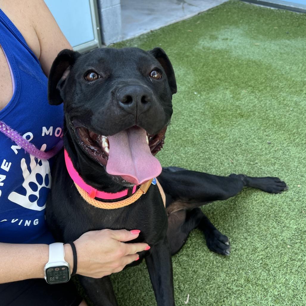 Cutie Pie, a Adoptable mixed breed in Apache Junction, AZ image 3/5