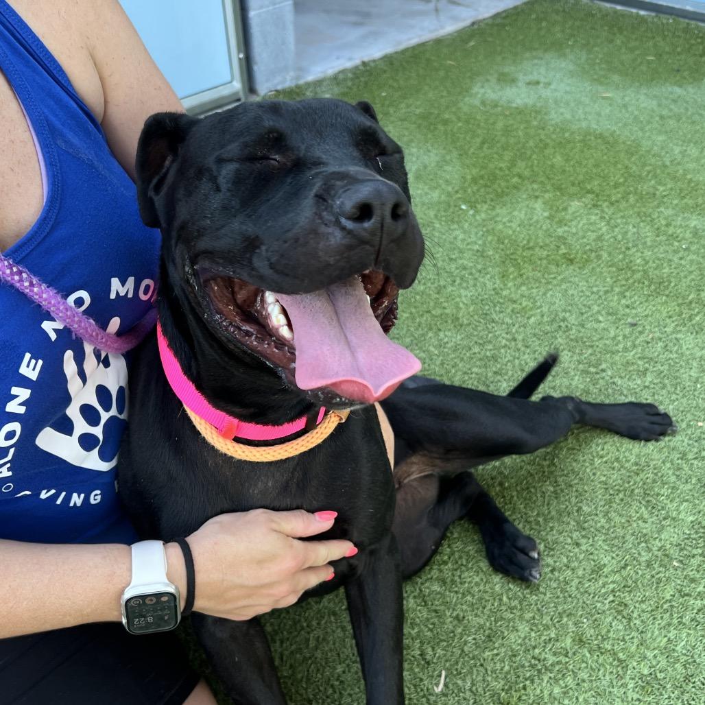 Cutie Pie, a Adoptable mixed breed in Apache Junction, AZ image 4/5