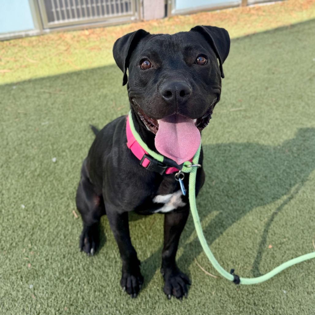 Enlarge Cutie Pie, a Adoptable mixed breed in Apache Junction, AZ image 5/6