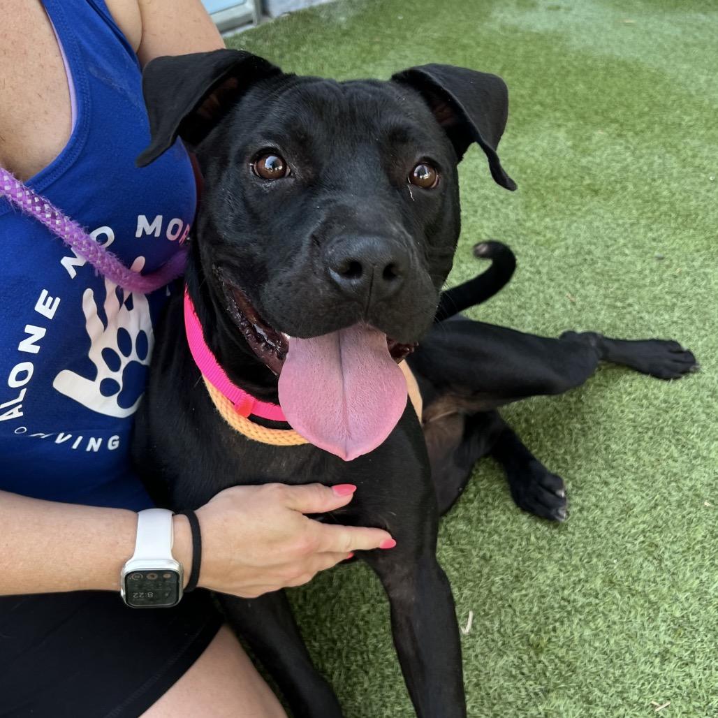 Cutie Pie, a Adoptable mixed breed in Apache Junction, AZ image 5/5
