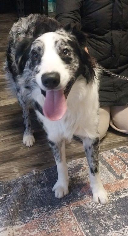 Dutch, Adoptable, Young Male Australian Shepherd & Border Collie.