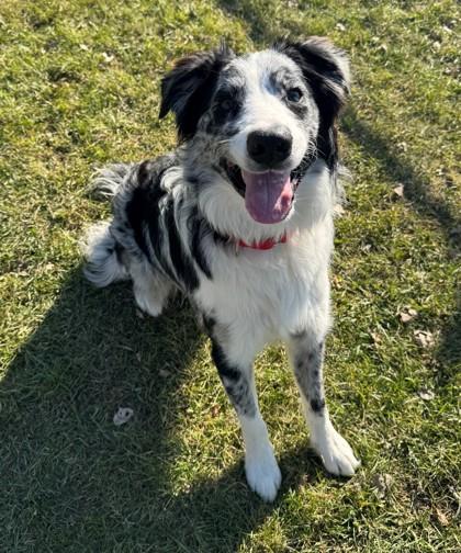 Enlarge Dutch, a Adoptable mixed breed in Willmar, MN image 2/2