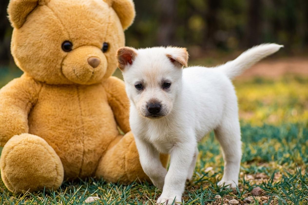 Benji, Adoptable, Puppy Male Mixed Breed.