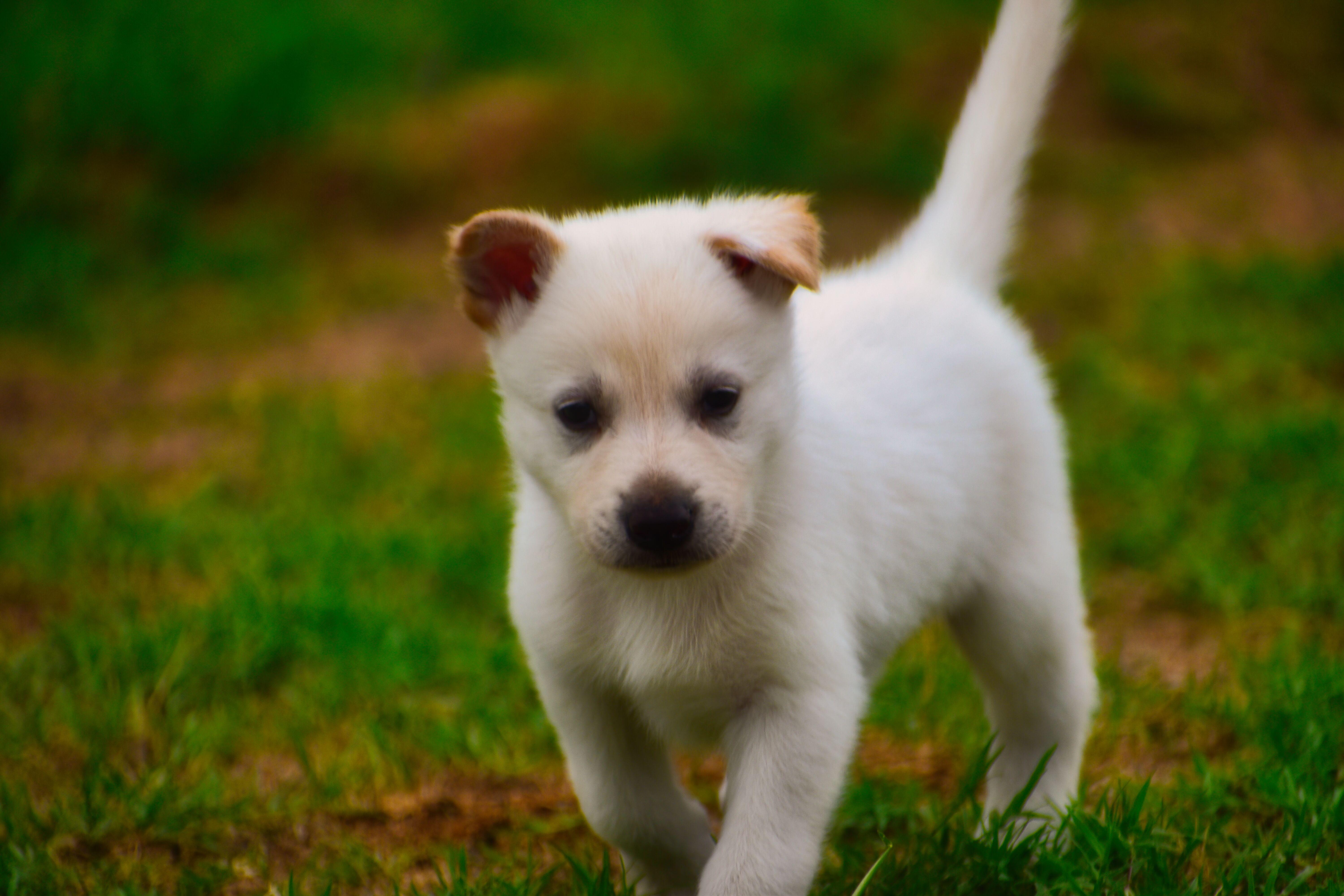 Enlarge Benji, a Adoptable Mixed Breed in Mayer, AZ image 2/2