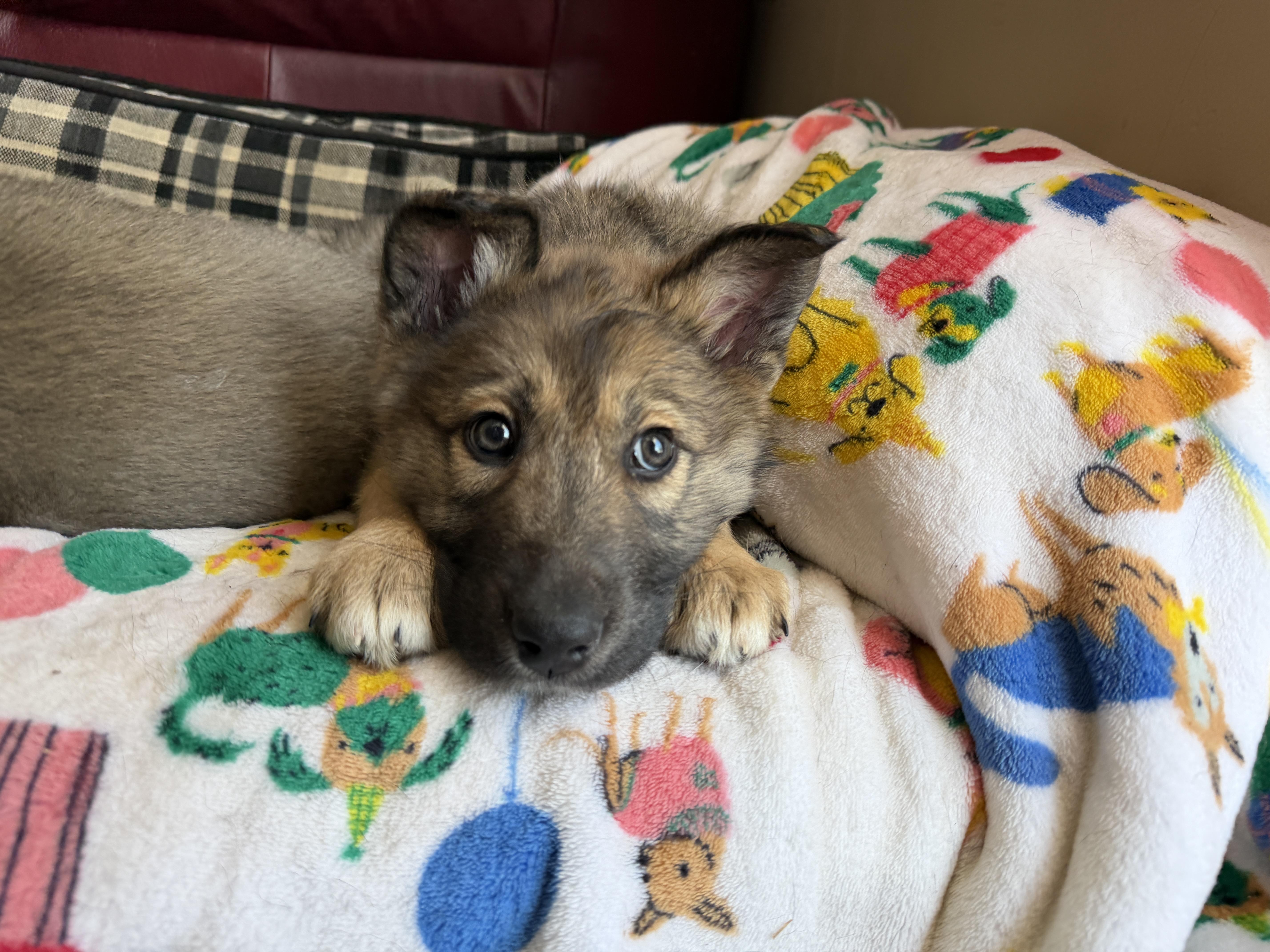 Enlarge Zara, an adopted mixed breed in Jeffersonville, IN image 6/6