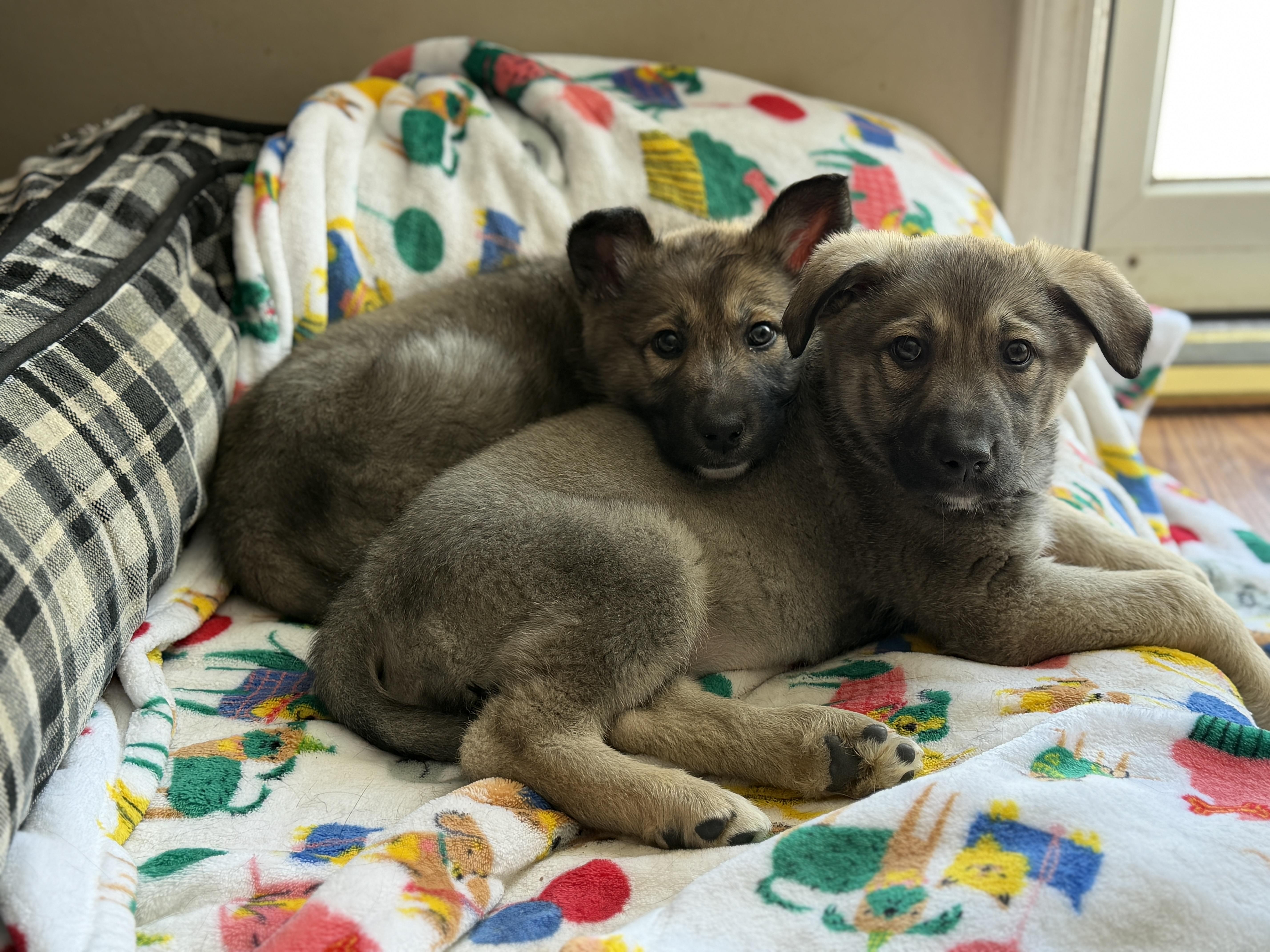 Enlarge Zara, an adopted mixed breed in Jeffersonville, IN image 2/6