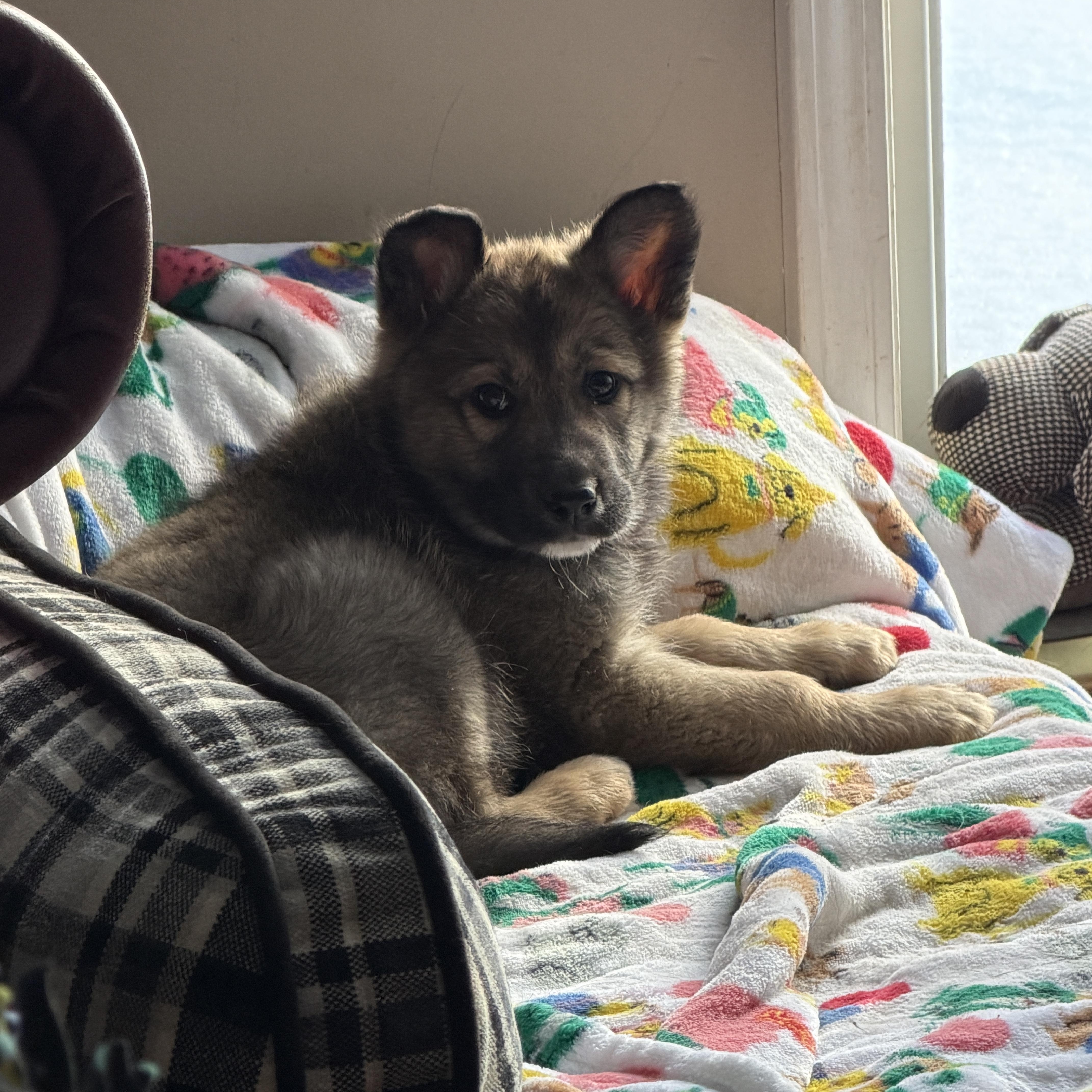 Enlarge Zara, an adopted mixed breed in Jeffersonville, IN image 3/6