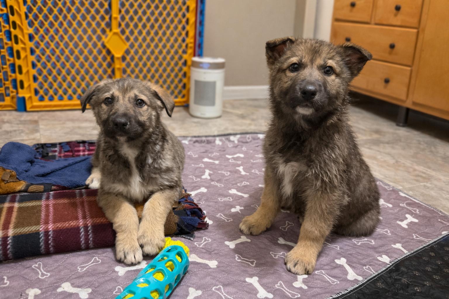Enlarge Zara, a ADOPTABLE mixed breed in Jeffersonville, IN image 2/2