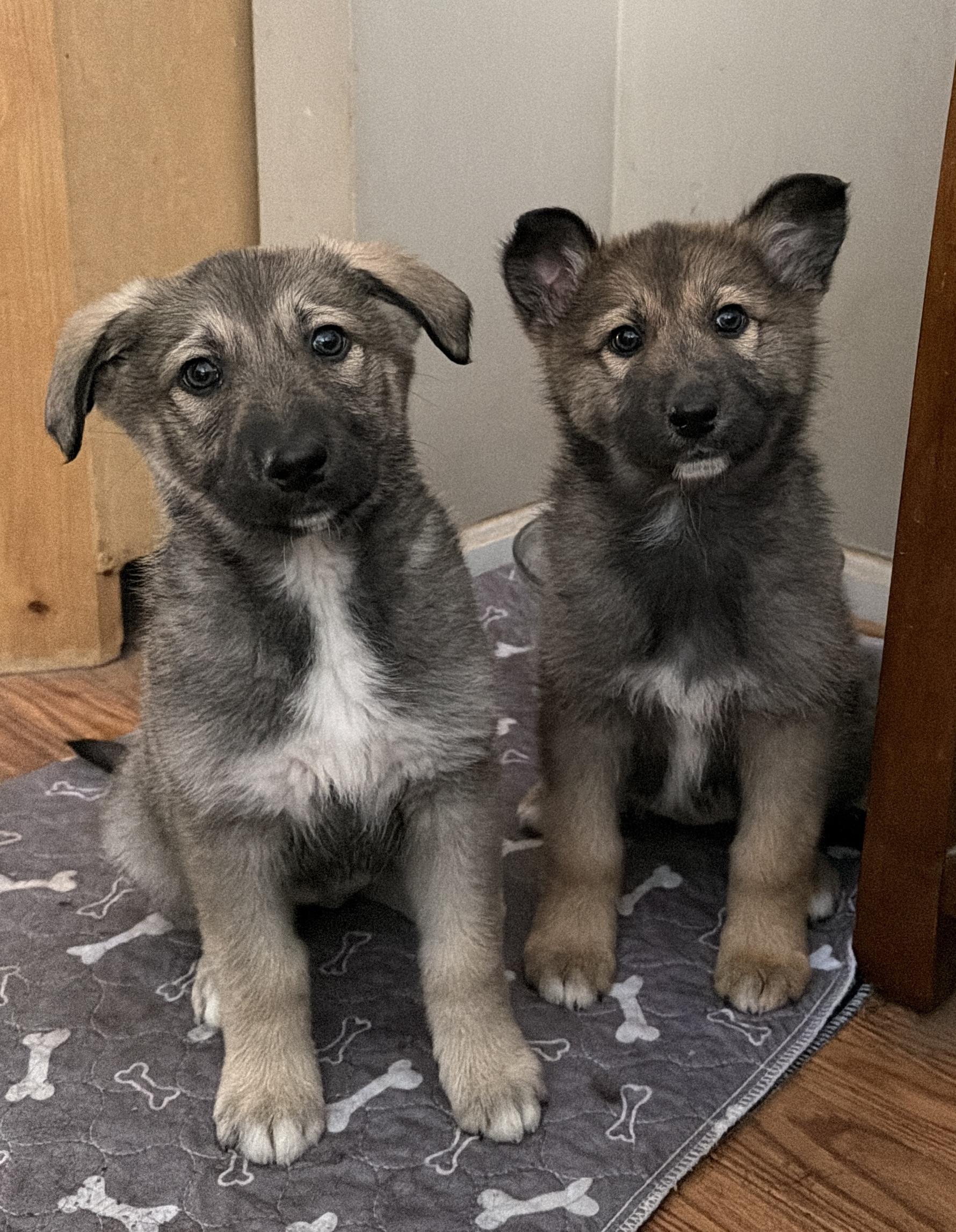 Enlarge Zara, an adopted mixed breed in Jeffersonville, IN image 5/6