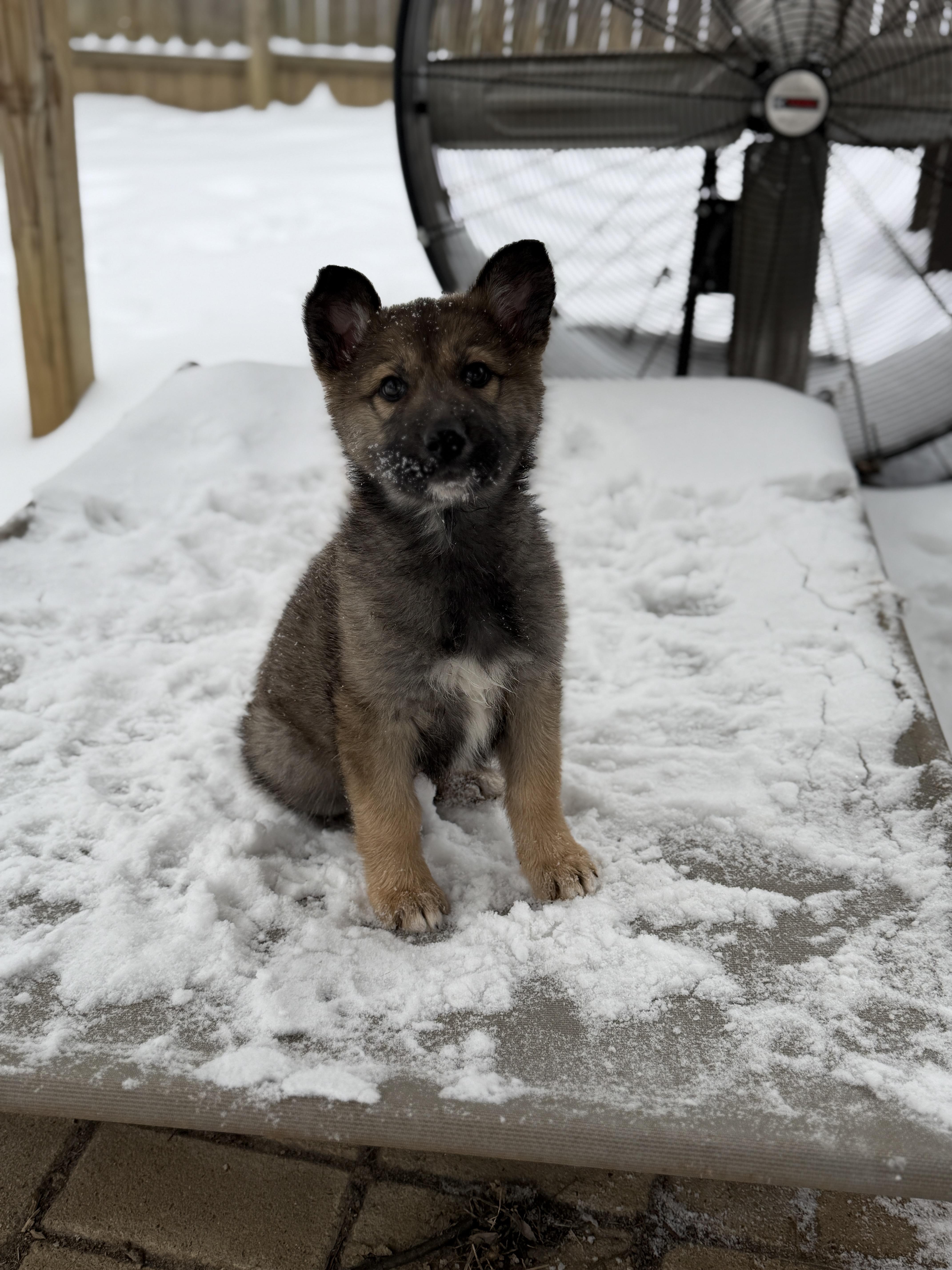 Enlarge Zara, an adopted mixed breed in Jeffersonville, IN image 4/6