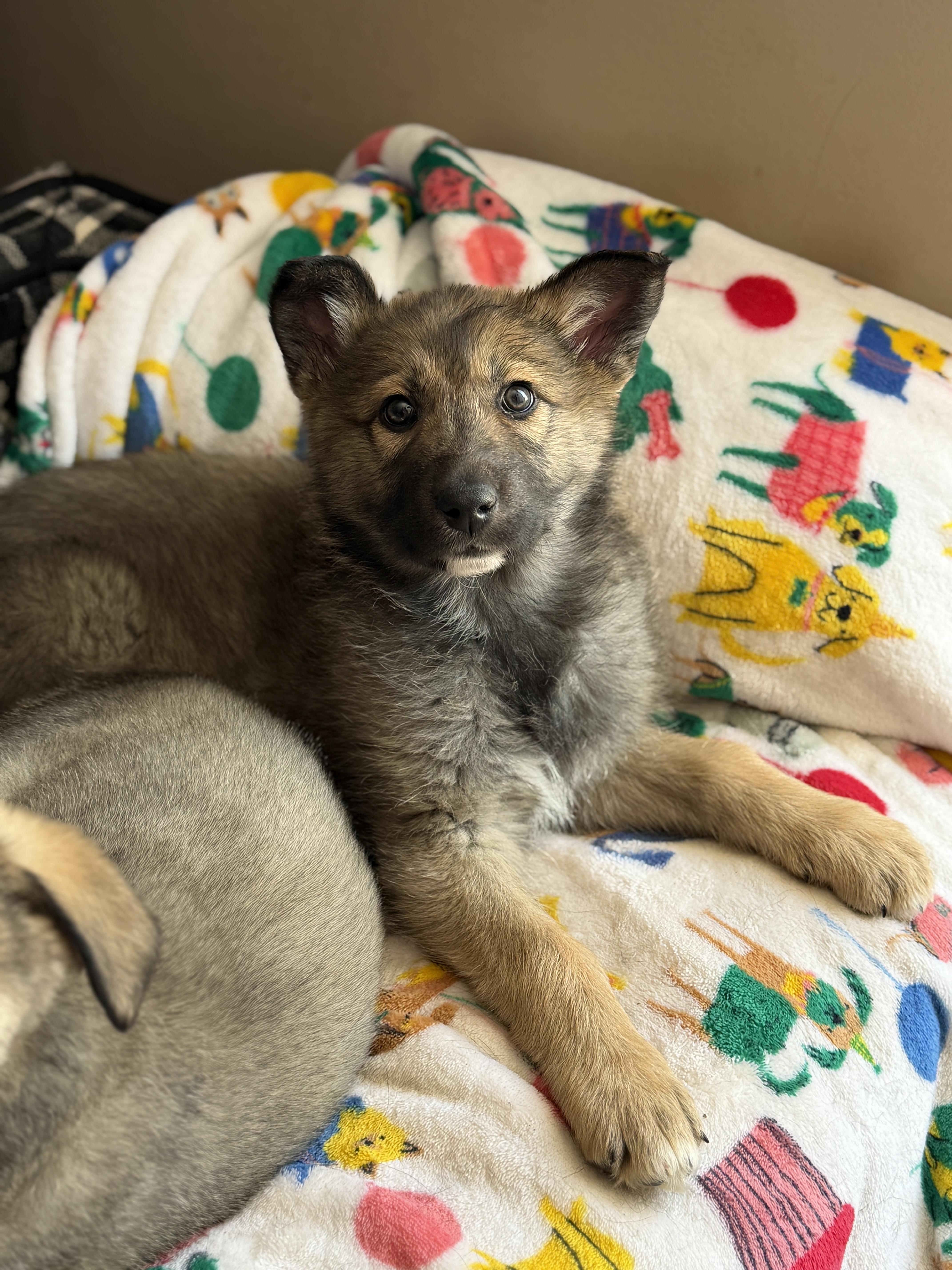 Enlarge Zara, an adopted mixed breed in Jeffersonville, IN image 1/6